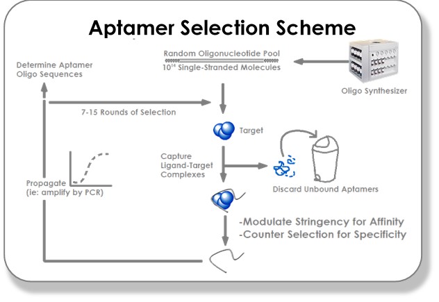 Aptamer Selection Scheme