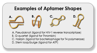 Examples of Aptamer Shapes