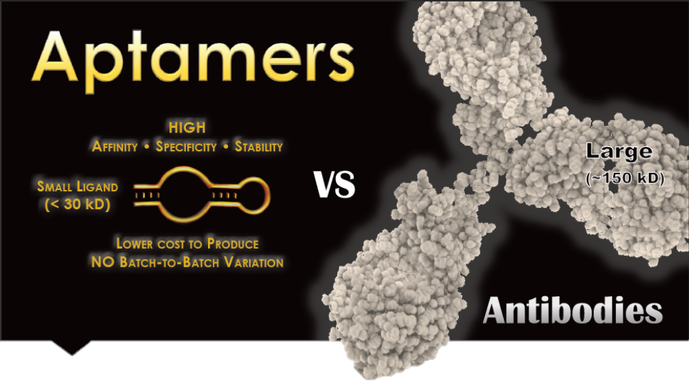 Aptamers vs Antibodies